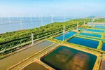 Điện gió rất được các tỉnh ven biển ĐBSCL kỳ vọng góp phần phát triển kinh tế.