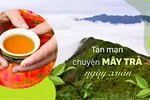 Tản mạn chuyện mây trà ngày xuân