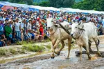 Đua bò Bảy Núi - lễ hội độc đáo và hấp dẫn ở An Giang.