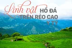 Linh vật hổ đá trên rẻo cao Y Tý