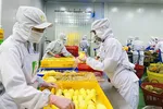 Đầu tư kho lạnh: Chủ động xuất khẩu, chế biến trái cây, nông sản