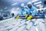 Việc XK cá tra sang thị trường Nga ẩn chứa nhiều bất ổn.