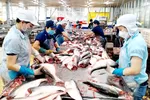 ĐBSCL: Giá cá tra nguyên liệu tiếp tục tăng cao