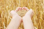 Giá lúa mì kỳ vọng hồi phục thời gian tới