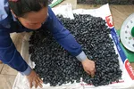 Người dân thu hoạch trám Hà Châu.