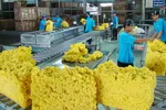 Cơ hội nào cho cao su tăng giá?