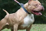 Đà Nẵng: Bắt giam người thả chó pitbull cắn hàng xóm nhập viện