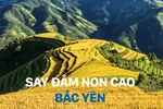 Nương lúa Xím Vàng đẹp mê hoặc.