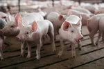Ngành chăn nuôi heo chưa qua cơn bĩ cực