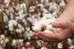 Giá cotton khó tăng khi thị trường dệt may yếu 