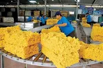 Giá cao su kỳ vọng hồi phục nhưng xuất khẩu vẫn gặp khó 