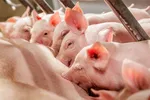 Lợi nhuận chăn nuôi heo sẽ hồi phục từ nửa sau 2024? 
