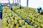 Xuất khẩu sầu riêng mang về 2,5 tỷ USD trong 9 tháng năm 2024.