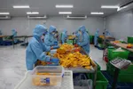 Nhiều công nhân đang làm việc tại các Khu chế xuất, khu công nghiệp, Khu công nghệ cao TPHCM có nhu cầu về chỗ ở. Ảnh HOÀNG HÙNG