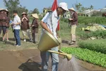 Du khách tham quan, trải nghiệm tại làng rau Trà Quế (Hội An)