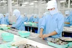 Chế biến tôm xuất khẩu tại Công ty Cholimex. 