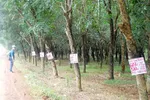 Đất cao su xung quanh dự án đang được rao bán ồ ạt Ảnh: XUÂN TRUNG
