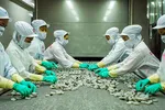 Chế biến tôm đông lạnh xuất khẩu tại Công ty Minh Phú.