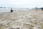Cả một vùng bờ biển bãi Sau, Mũi Né bị phủ kín bởi rác thải