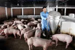 Giá heo hơi “hạ nhiệt”