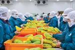 Với mặt hàng trái cây thị trường EU rất dễ dãi, chỉ cần đạt tiêu chuẩn là cho nhập, nhưng tiêu chuẩn đòi hỏi bằng giấy chứng nhận không chỉ chất lượng mà còn là môi trường, xã hội... lại rất khó với doanh nghiệp Việt. 