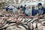 Vasep: DN tránh nôn nóng chào giá cá tra thấp sang Trung Quốc