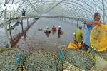 Giá thức ăn thủy sản và chăn nuôi tăng cao khiến doanh nghiệp lao đao