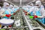 Tôm Việt Nam sẽ có cơ hội nhiều hơn tại Mỹ, khi Ấn Độ - nguồn cung lớn nhất tại thị trường này đang gặp khó khăn về sản xuất do dịch Covid-19. 