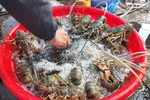 Tôm hùm nuôi tại vịnh Vân Phong đã đạt cỡ xuất bán nhưng người mua nhỏ giọt