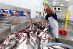 Một dây chuyền chế biến cá tra xuất khẩu. (Ảnh: TTXVN)