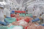 Kim ngạch xuất khẩu cá tra ước đạt 1,5 tỷ USD năm 2021