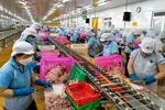 Chế biến cá tra xuất khẩu ở Tập đoàn Nam Việt