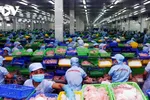 Xuất khẩu thủy sản là một trong những ngành được cho là sẽ được hưởng lợi từ việc USD tăng giá. (Ảnh minh họa)