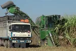 Thu hoạch mía bằng máy tại xã Ninh Điền, huyện Châu Thành, tỉnh Tây Ninh. (Ảnh: Lê Đức Hoảnh/TTXVN)