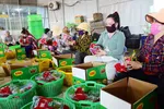 Đóng gói thanh long xuất khẩu sang Trung Quốc tại huyện Châu Thành, tỉnh Long An - Ảnh: QUANG ĐỊNH