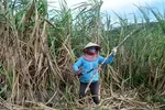 Nông dân trồng mía ở vùng mía Ninh Hòa, Khánh Hòa tất bật vào vụ thu hoạch. (Ảnh: Phan Sáu/TTXVN)