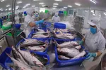 Sản phẩm cá tra có giá trị xuất khẩu tăng cả về khối lượng và giá trị, đạt trên 1 tỷ USD. (Ảnh: Vũ Sinh/TTXVN)