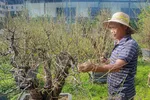 Người dân trồng đào Nhật Tân hối hả chăm sóc cây hoa để chuẩn bị cho vụ Tết Nguyên đán năm 2023. (Ảnh: Việt Anh/Vietnam+)