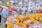 Mặt hàng cá tra là một trong 11 loại nông sản xuất khẩu đạt hơn 1 tỷ USD trong năm 2022. (Ảnh: Vũ Sinh/TTXVN)