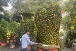 Nhiều hoa, kiểng Tết “độc, lạ”, giá hơn trăm triệu đồng