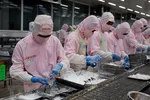 Chế biến tôm xuất khẩu tại Công ty Phát triển Kinh tế Duyên Hải, huyện Bình Chánh, Thành phố Hồ Chí Minh. (Ảnh: Hồng Đạt/TTXVN)
