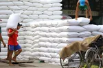 Xuất khẩu gạo năm nay có thể trên 7,5 triệu tấn. Ảnh minh họa.