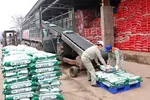 Công nhân Công ty Cổ phần Supe Phốt phát và Hóa chất Lâm Thao vận chuyển sản phẩm phân bón mới lên xe của khách hàng. (Ảnh: Trung Kiên/TTXVN)