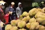 Sầu riêng đứng đầu về trái cây xuất khẩu, gia nhập nhóm trái cây “tỷ USD”