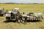 Việt Nam sẽ cung ứng cho thị trường thế giới trên 7,5 triệu tấn gạo trong năm nay. (Ảnh: Vũ Sinh/TTXVN)
