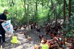 Nông dân chăm sóc đàn gà của gia đình. (Ảnh: Trần Trang/TTXVN)