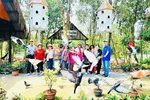 Du khách vô cùng phấn khích với đàn bồ câu ở Điểm tham quan khu bảo tồn Đồng Tháp Mười