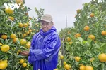 Ông Nguyễn Văn Dũng cho biết, năm nay thời tiết thuận lợi nên cây quất phát triển tốt