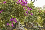 Hà Nội: Độc đáo hoa giấy bonsai ở làng Phù Đổng
