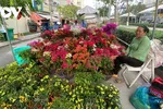 Các điểm bán hoa bày bán đa dạng chủng loại cây hoa kiểng, màu sắc rực rỡ (Ảnh: Hoàng Minh)